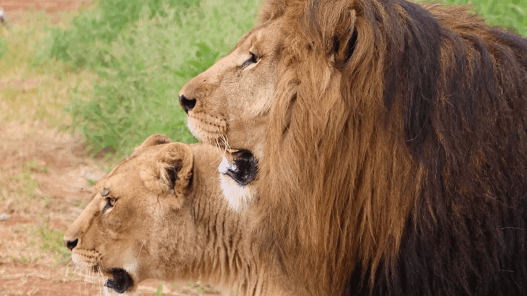 Air France Repatriates Trafficked Lions Yoda and Ysis