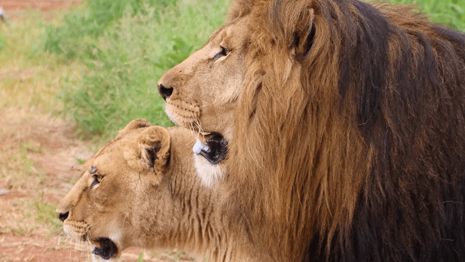 Air France Repatriates Trafficked Lions Yoda and Ysis
