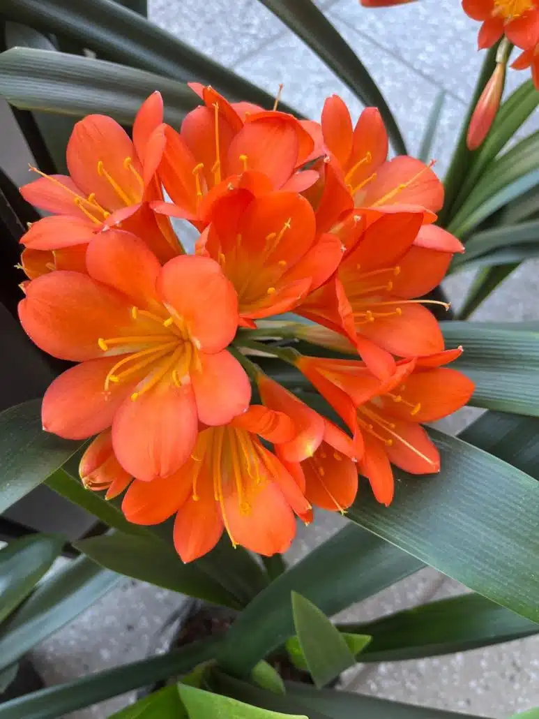 Hyde Park Corner Brings Spring Indoors with Made to Bloom Clivia Exhibition