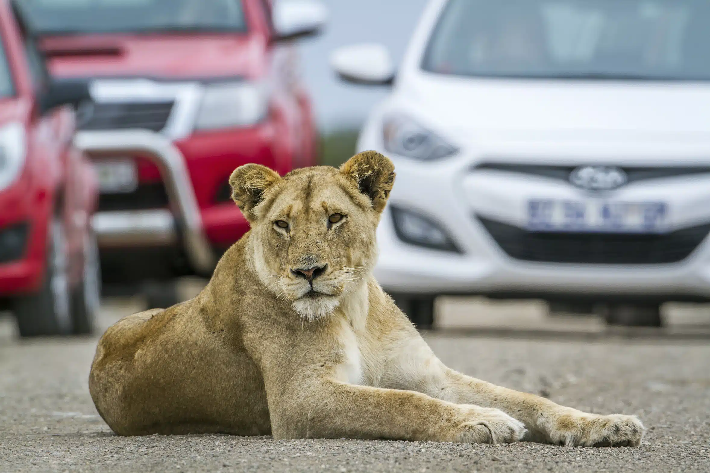 The Bothongo Rhino & Lion Nature Reserve Offers the Perfect Educational Start to 2026