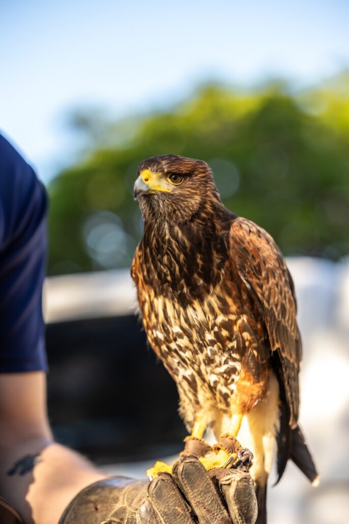 Eco-Friendly bird abatement gains ground as poison loses favour